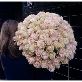 51 розовая роза Эквадор, высота 70 см