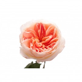 Розы Джульет поштучно от 11 штук