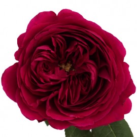 Розы Дарси поштучно от 11 штук