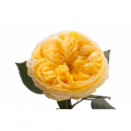 Розы Каталина поштучно от 9 штук