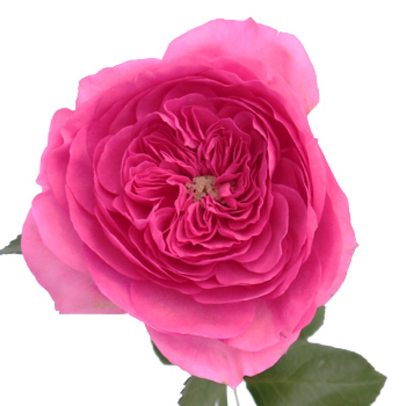 Розы Баронесса поштучно от 11 штук