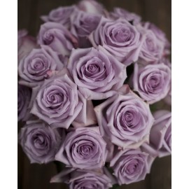 Розы Ocean song поштучно от 25 штук