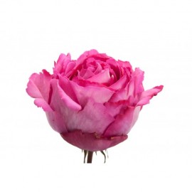 Ив Пьяже поштучно от 9 штук