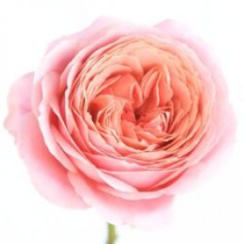 Анжи Романтика поштучно от 9 штук