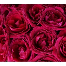 Розы Экстаз поштучно от 9 штук