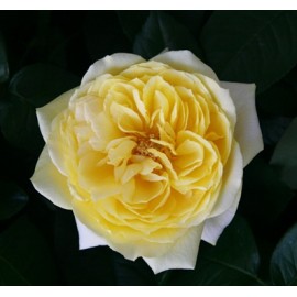 Николя Уло, цена за штуку