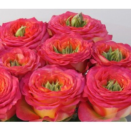 Розы Гудини поштучно от 19 штук