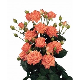 Розы Барбадос