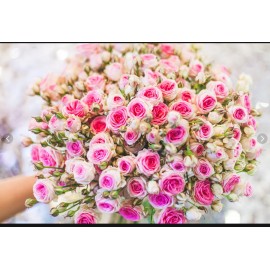 Розы Мими Эден