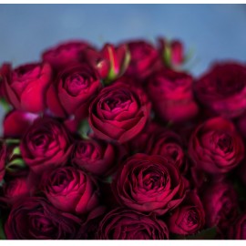 Роза Ред  Лейс