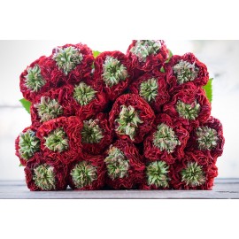 Ред Ай поштучно от 19 штук