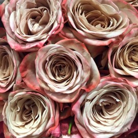 Розы Каппучино поштучно от 9 штук