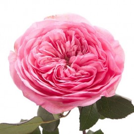 Мария Тереза поштучно от 9 штук