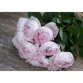 Пеони Пинк (Peony Pink) поштучно от 11 штук