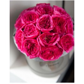 Очаровательная Дарси 