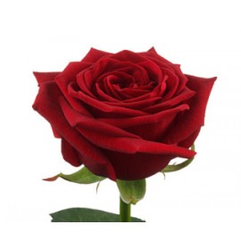 Розы Ред Наоми высота 60 см.