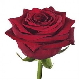 Розы Гран При поштучно от 25 штук, высота 60 см.