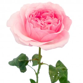 Розы сорта Миранда поштучно от 11 штук