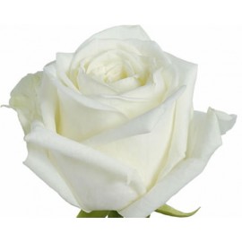 Розы Аваланж поштучно высота 80 см.