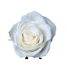 Розы Венделла высота 70 см.