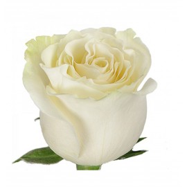 Розы Венделла 60 см., поштучно от 25 штук